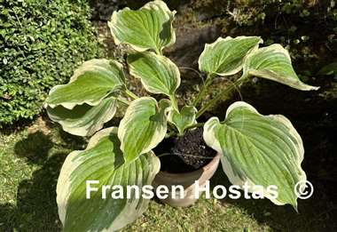 Hosta Wildest Dreams